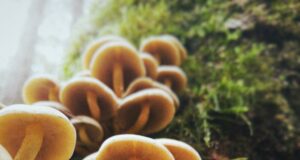 Психоделичните супстанции и менталното здравје на луѓето brown mushrooms on ground during daytime